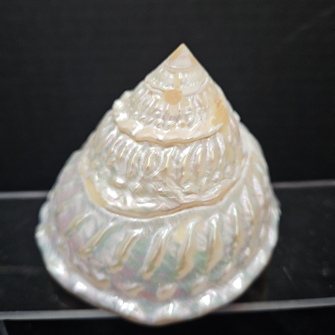 Shell