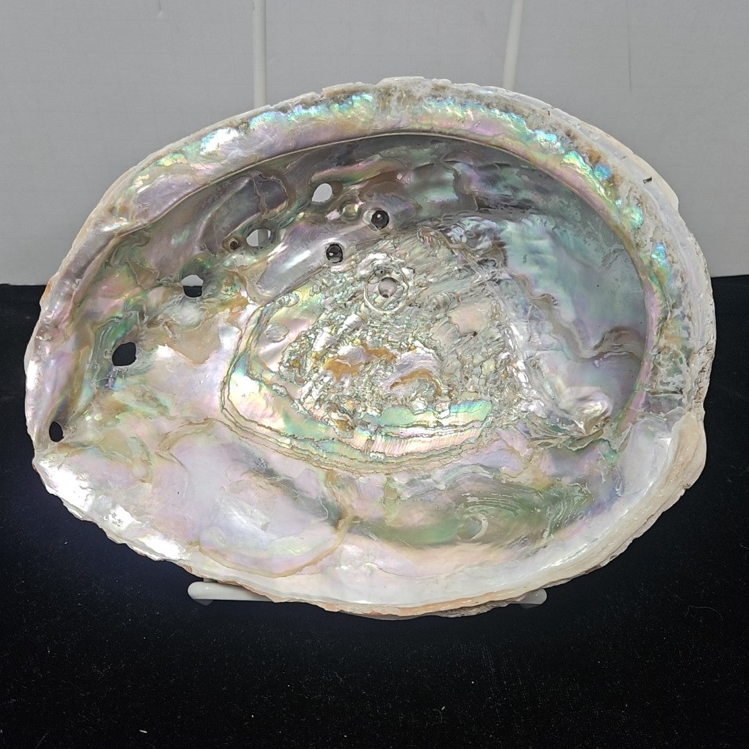 Abalone Shell