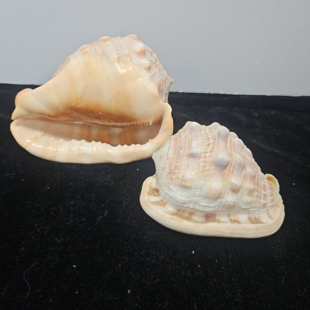 Shell