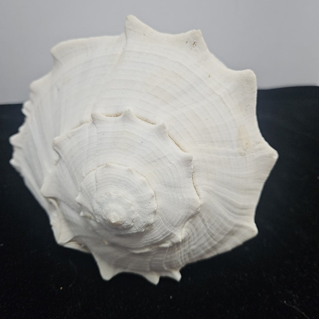 Shell