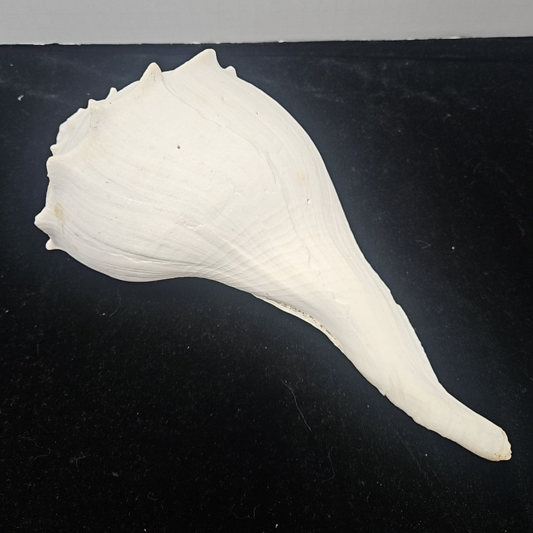 Shell