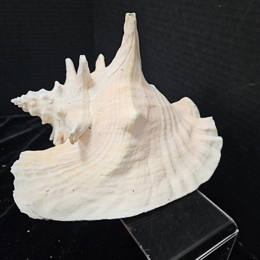 Shell
