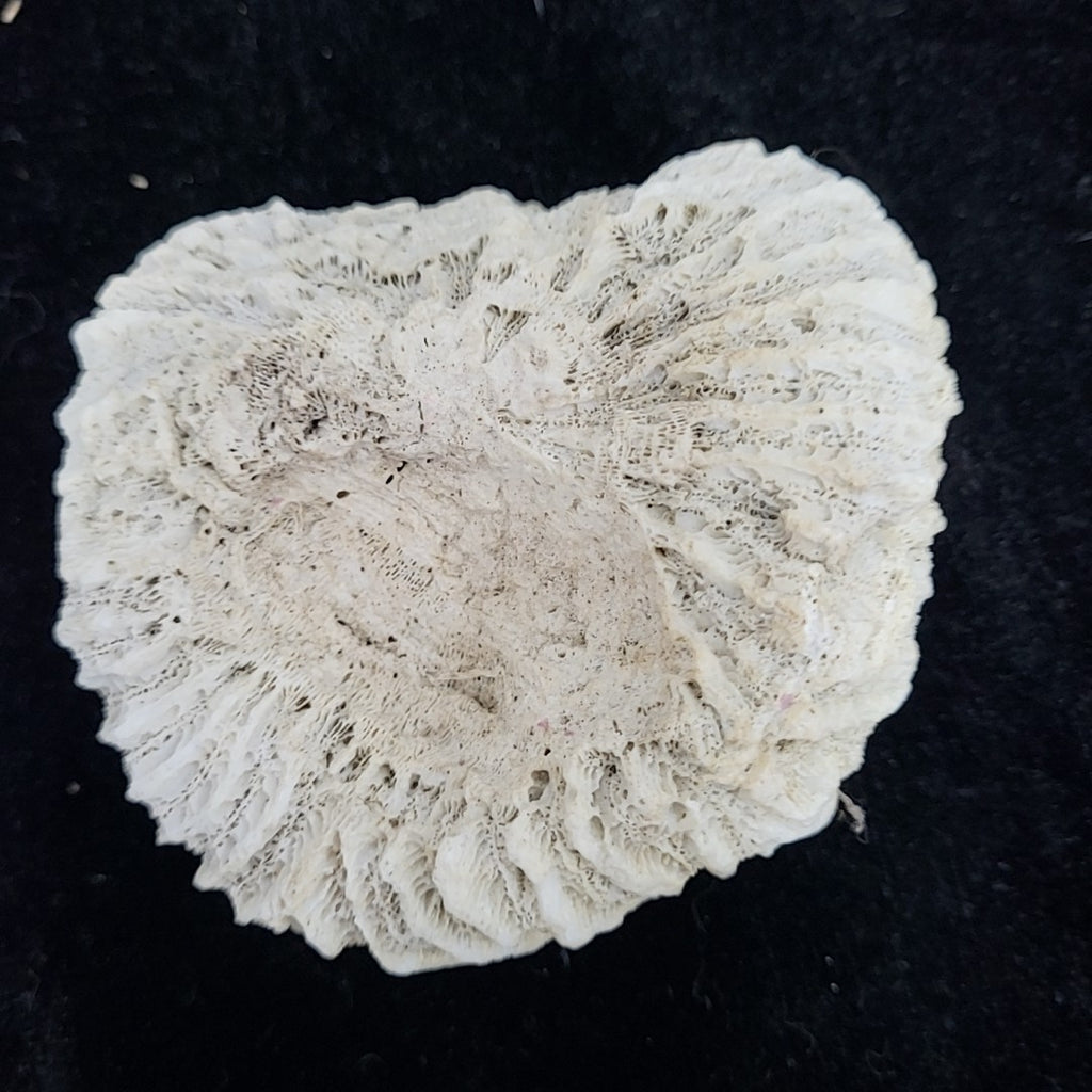 Coral
