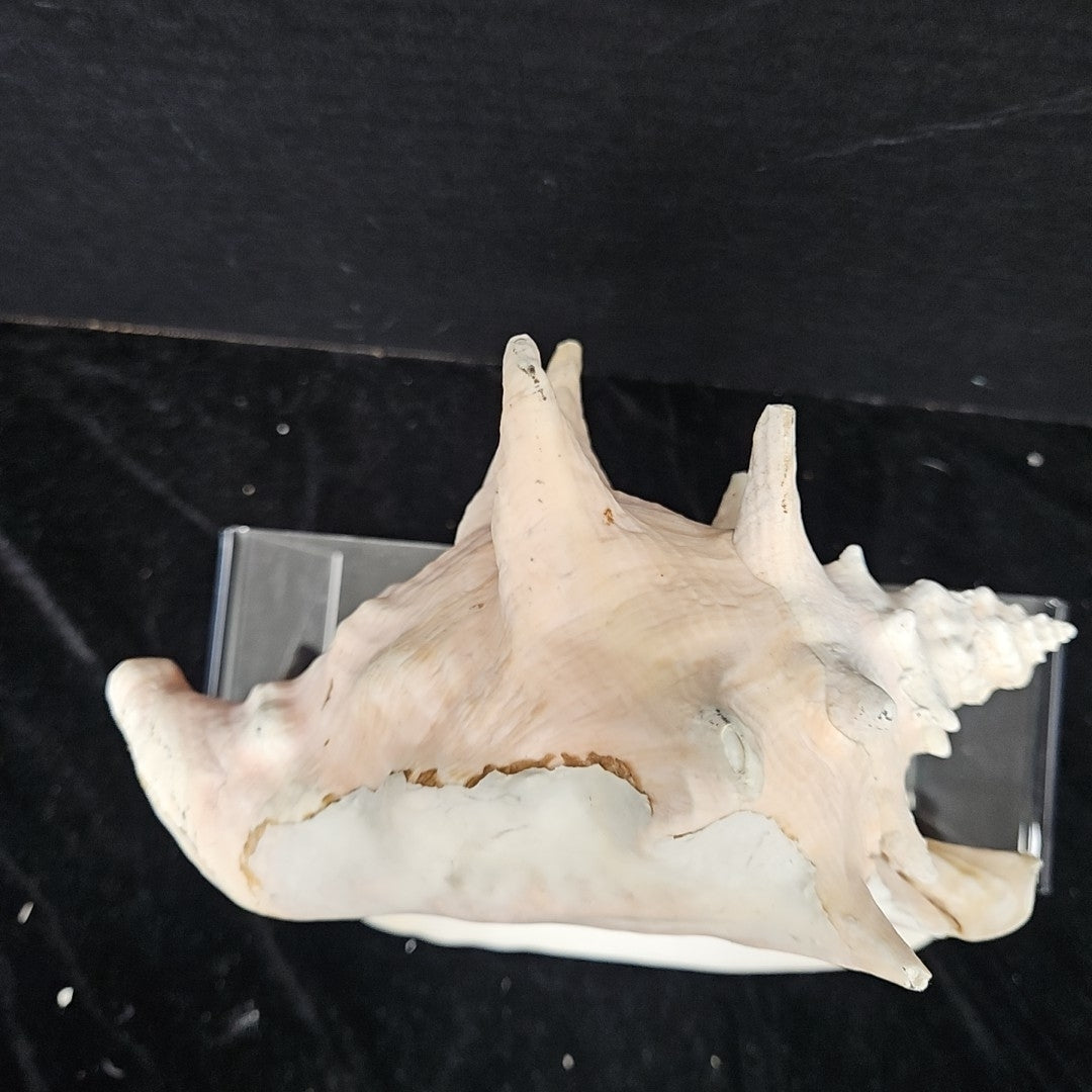 Shell