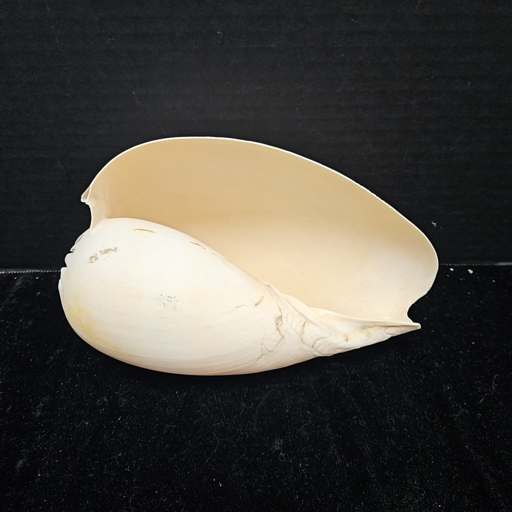 Shell