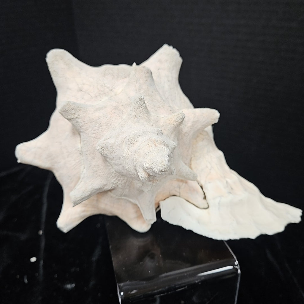 Shell