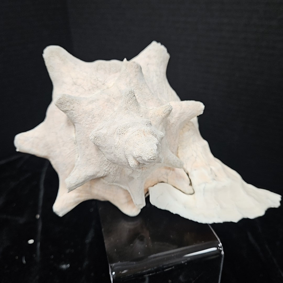 Shell