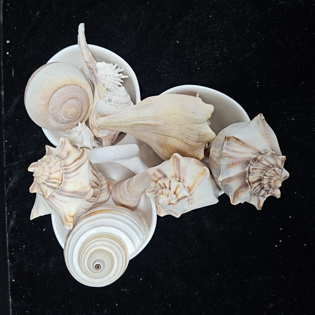 Shell