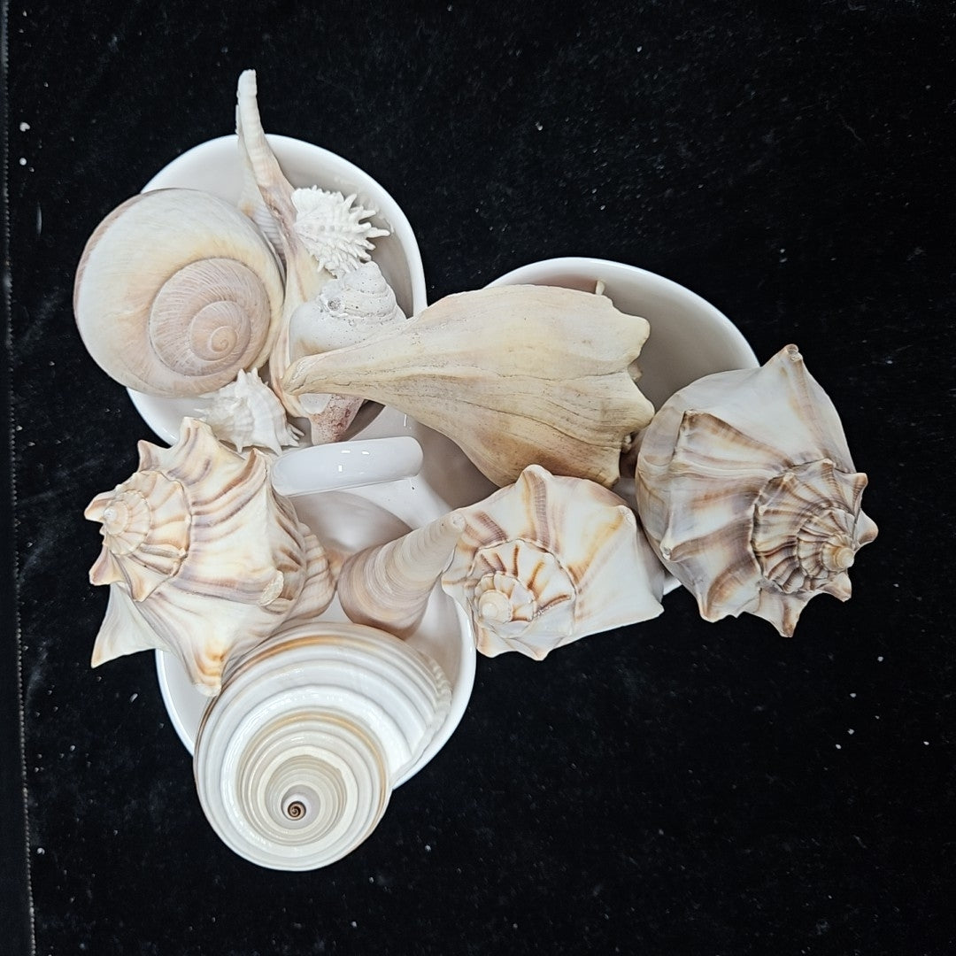 Shell