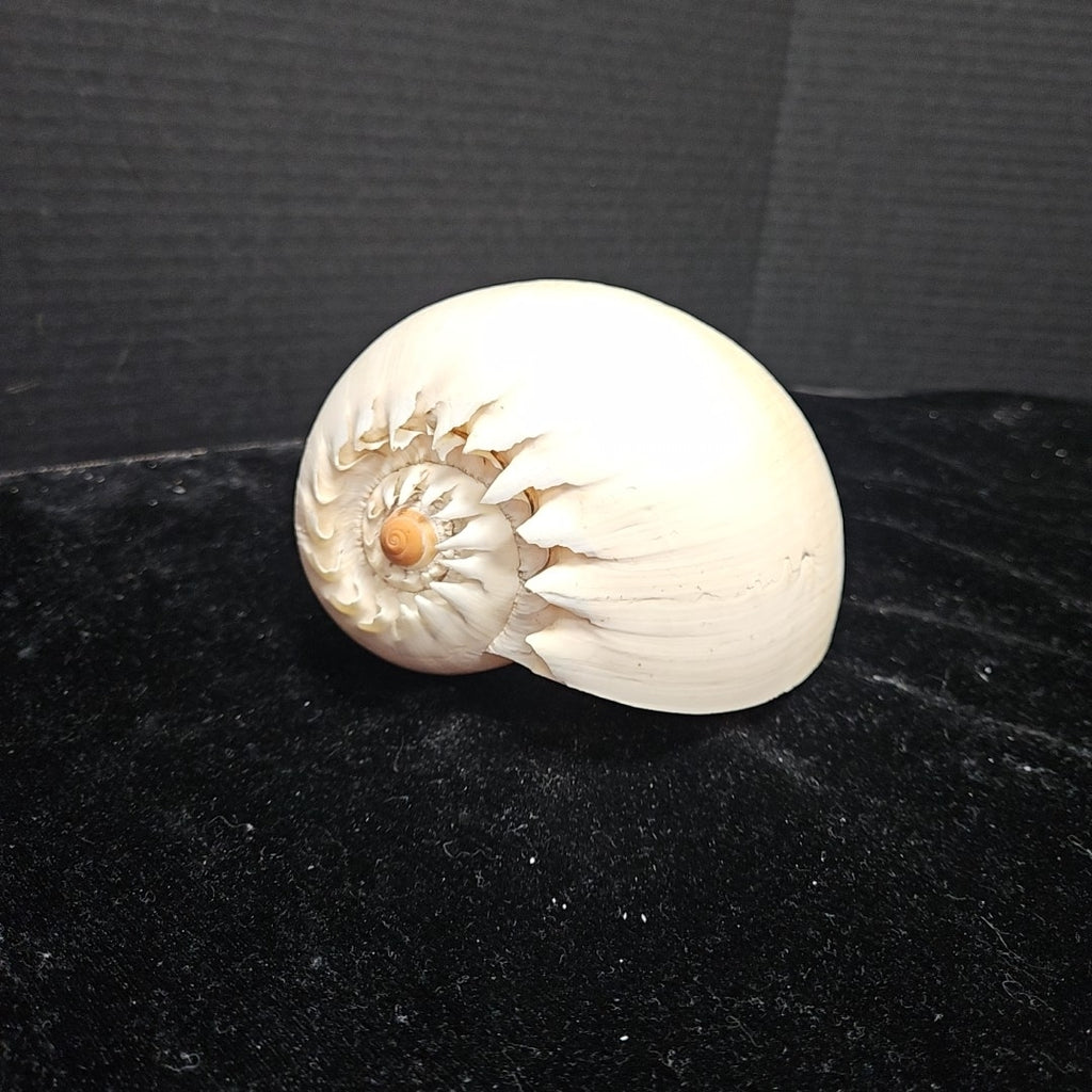 Shell