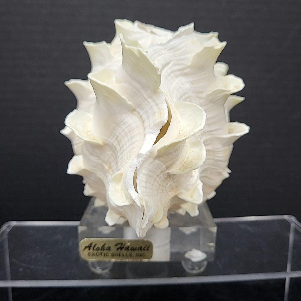 Clam Shell