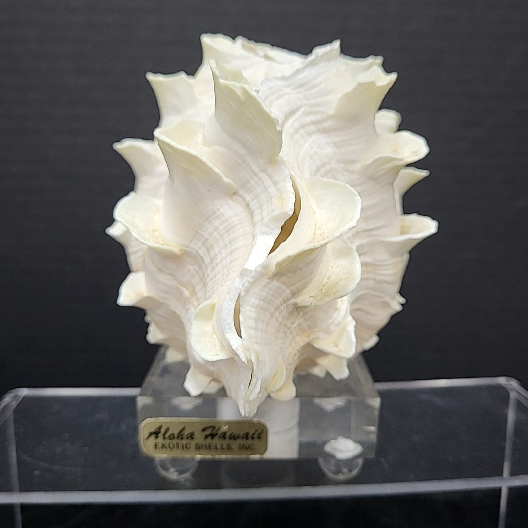 Clam Shell