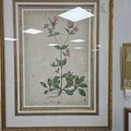 Framed Botanical