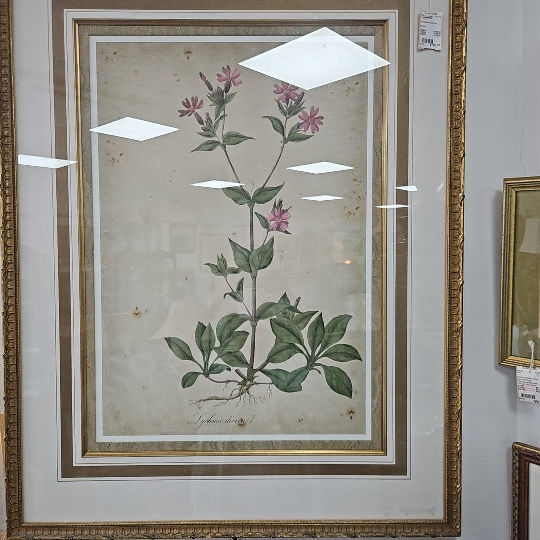 Framed Botanical