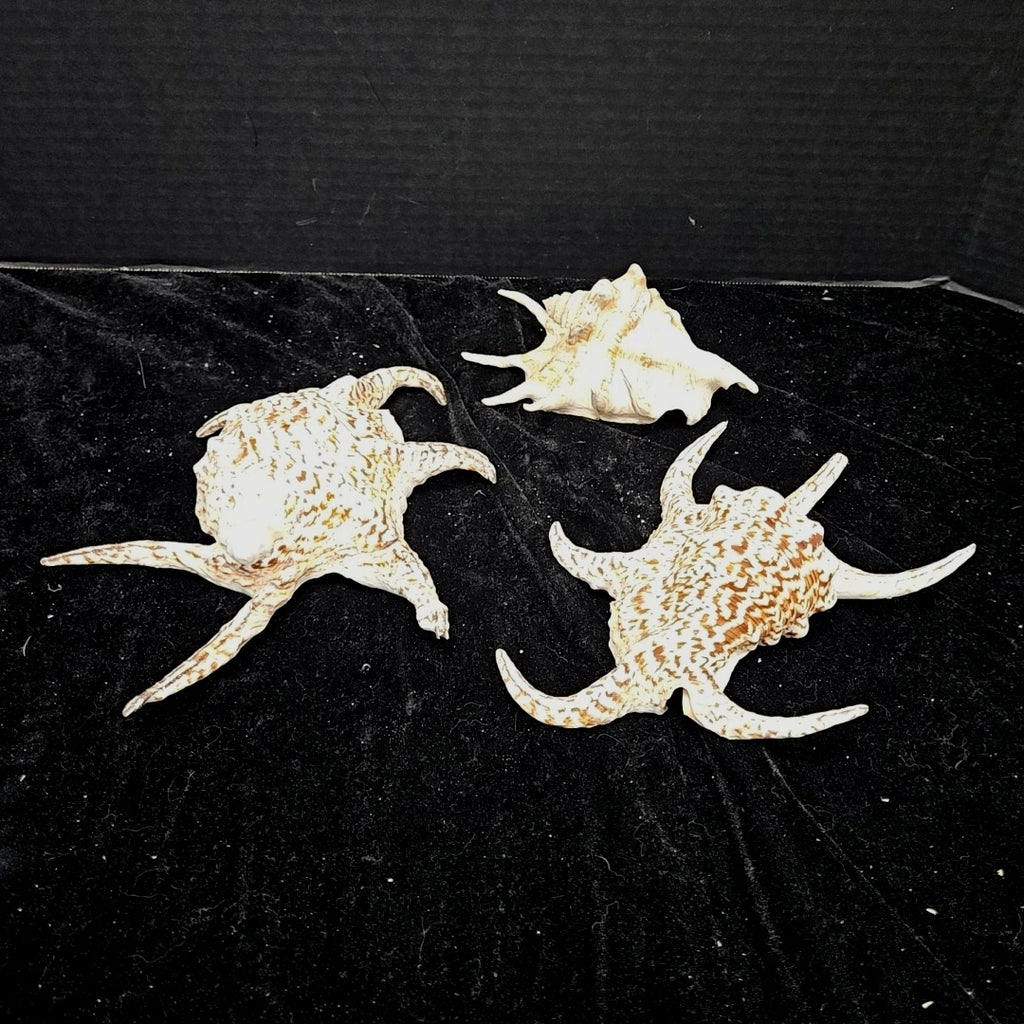 Shell