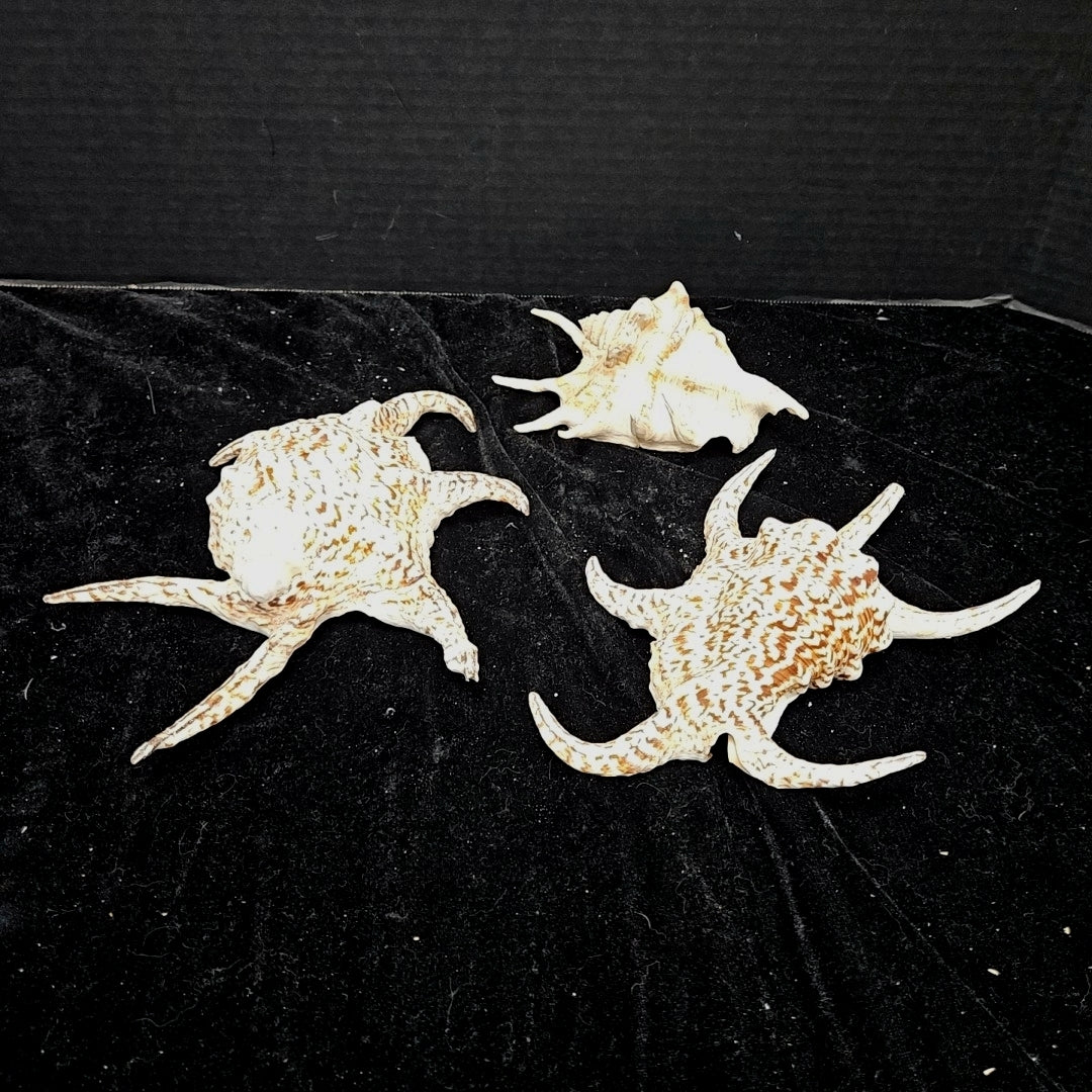 Shell