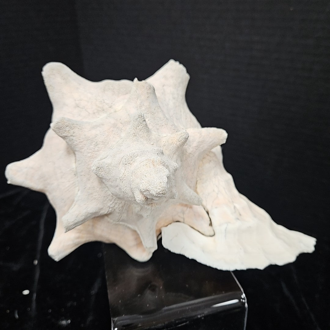 Shell