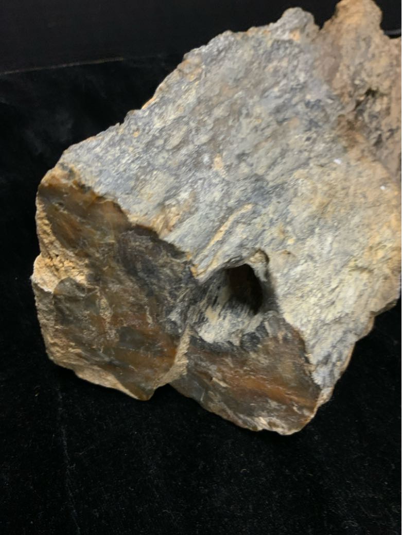 Petrified Wood