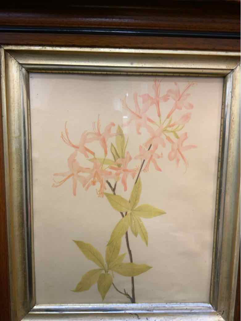 Botanical