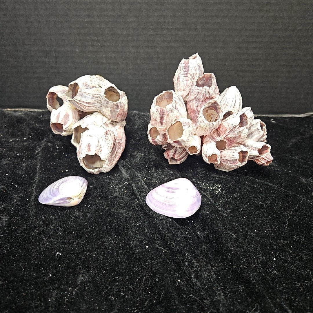 Shell