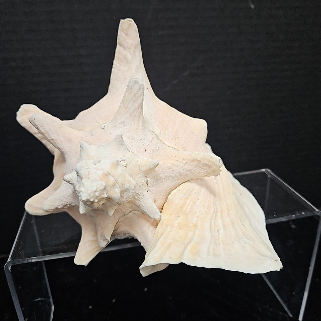 Shell