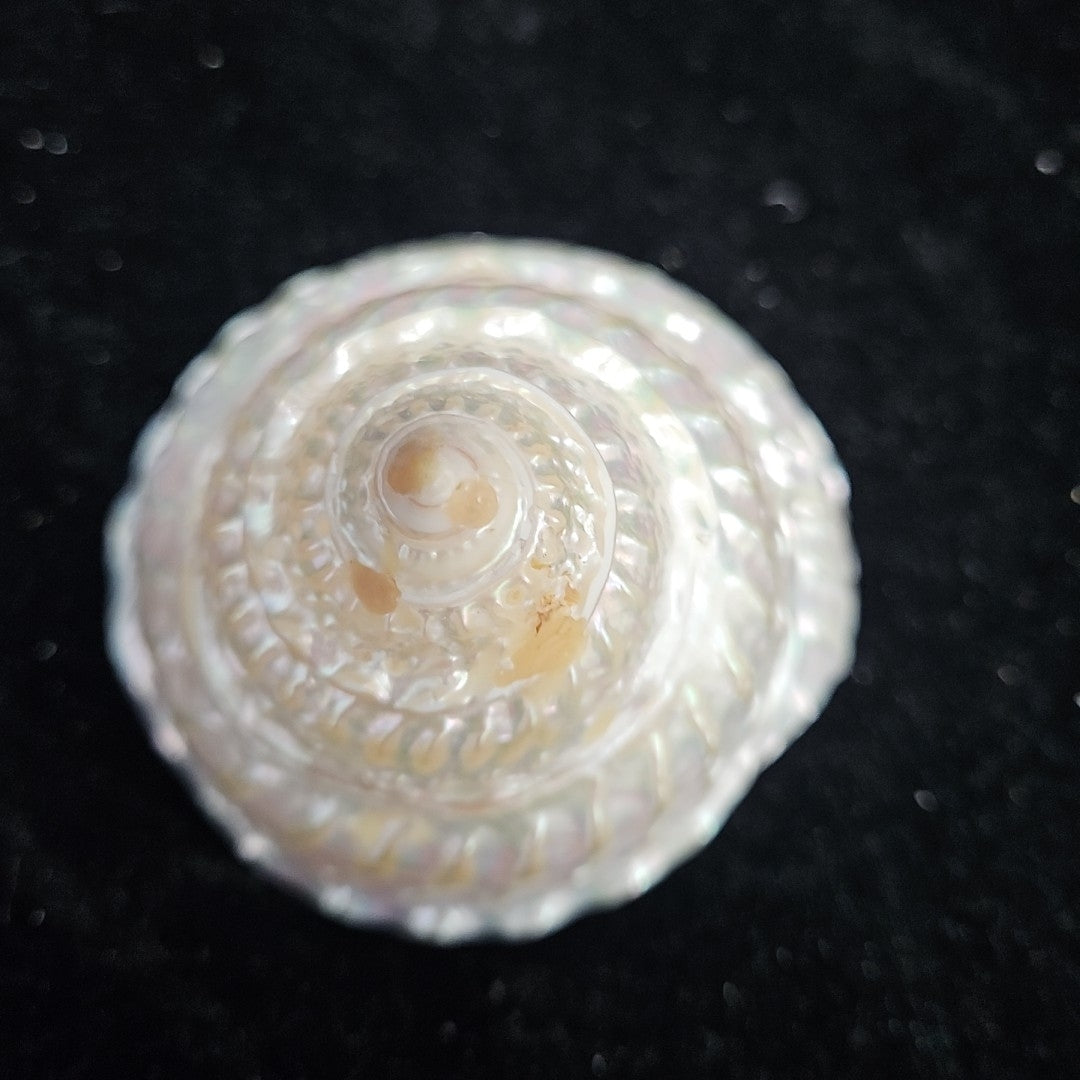 Shell