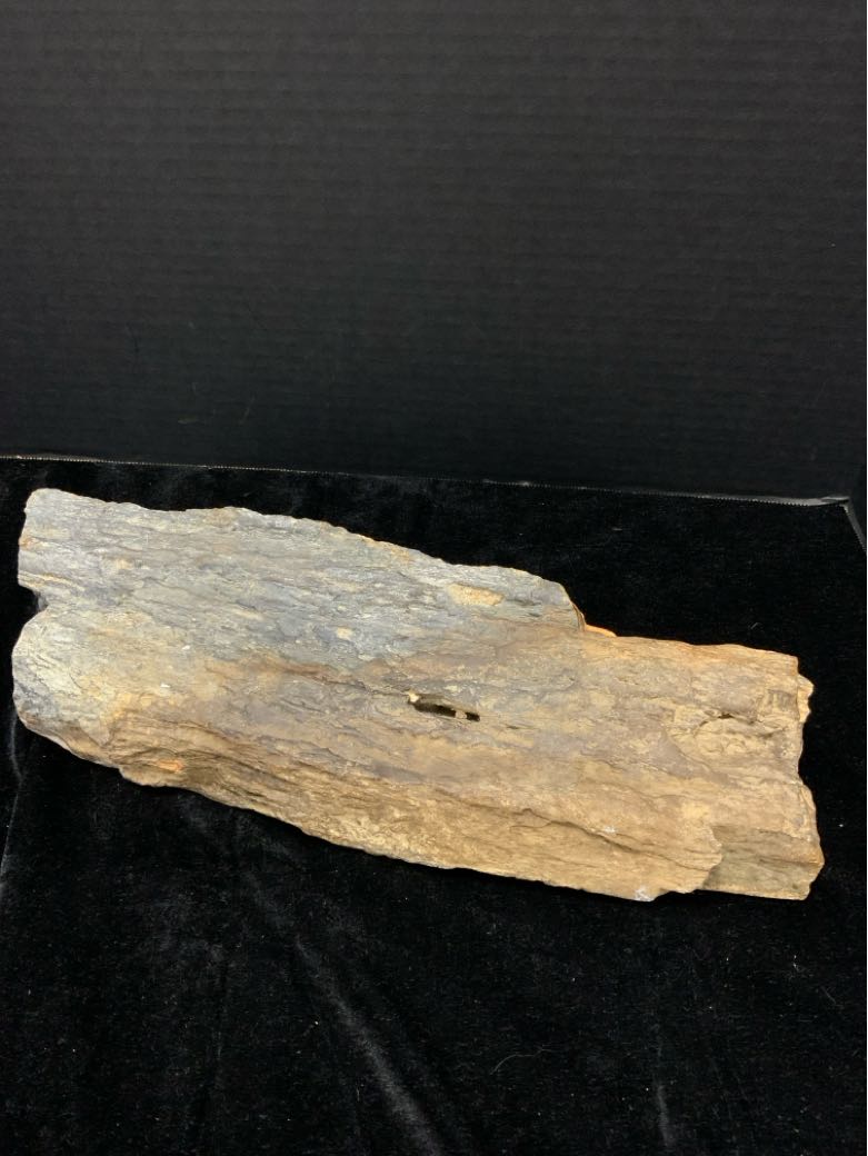 Petrified Wood