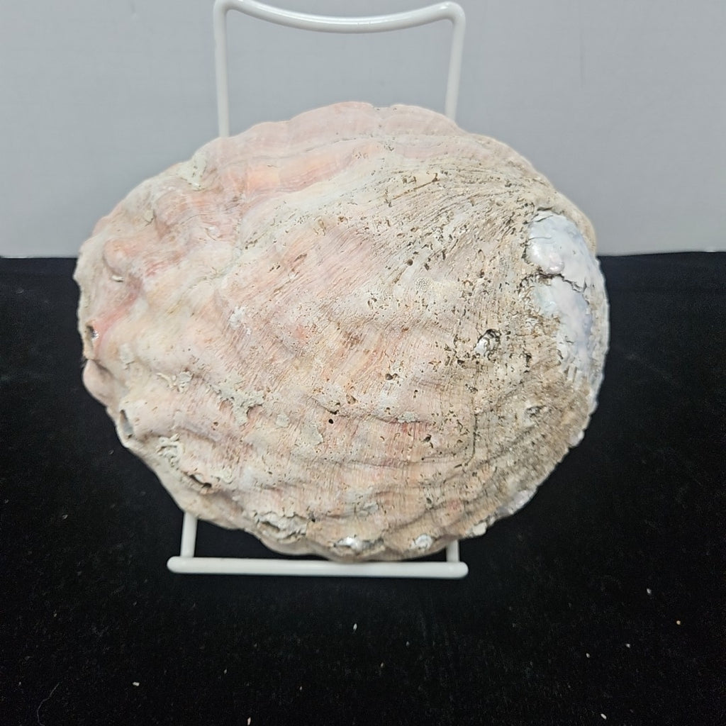 Abalone Shell