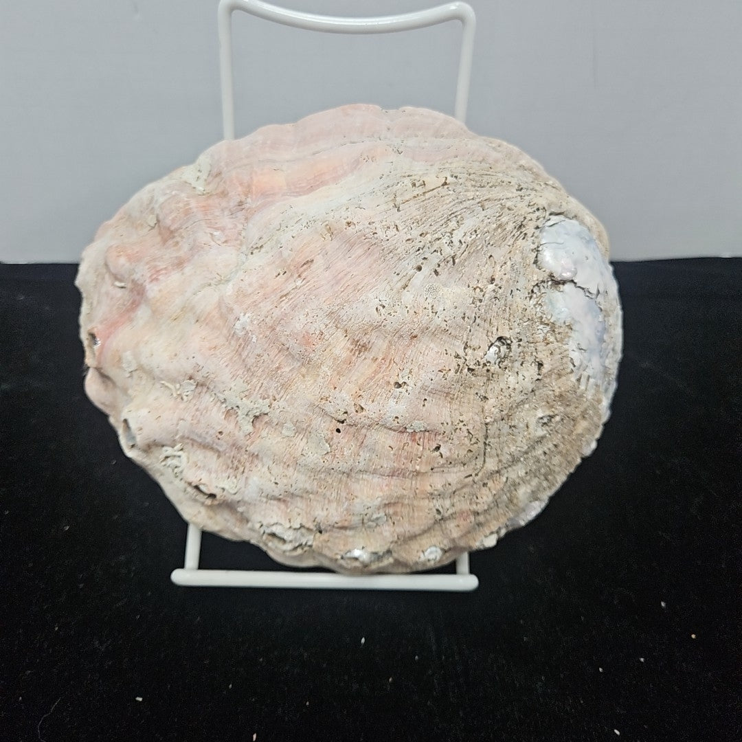 Abalone Shell