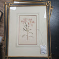 Engraving The Spotted-Flower'd Alstrcemeria