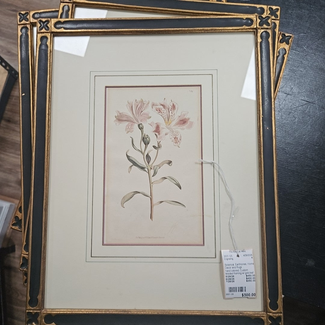 Engraving The Spotted-Flower'd Alstrcemeria