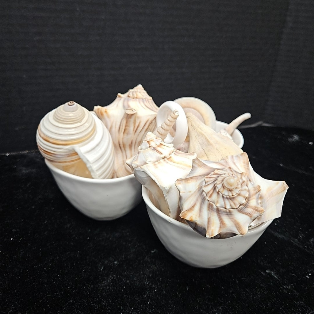 Shell