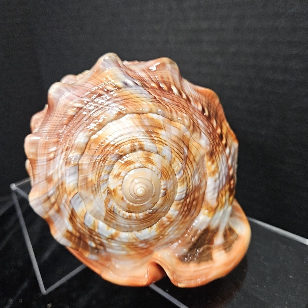 Shell