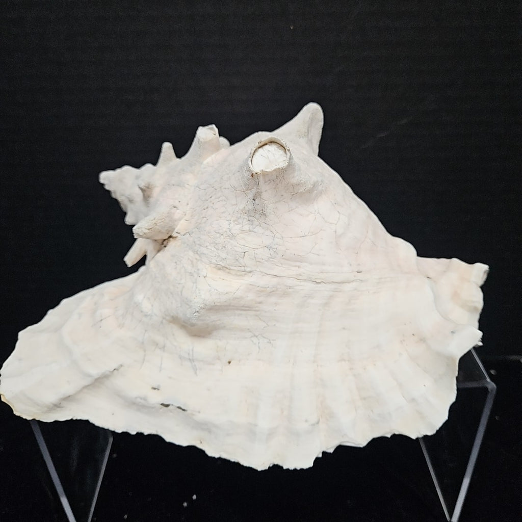 Shell