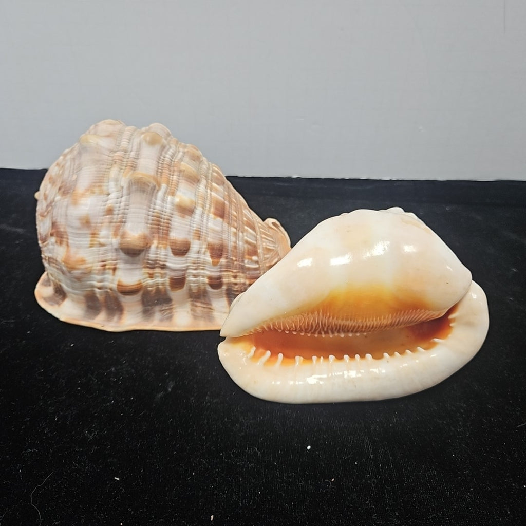 Shell
