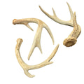 Antler