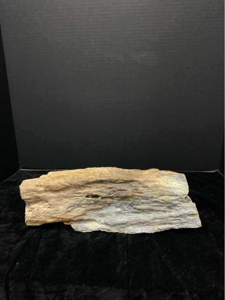 Petrified Wood