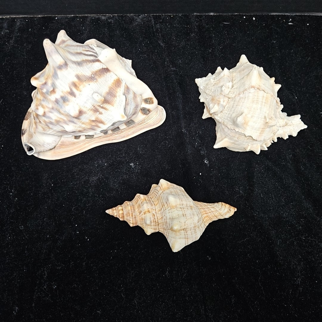 Shell