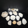 Shell