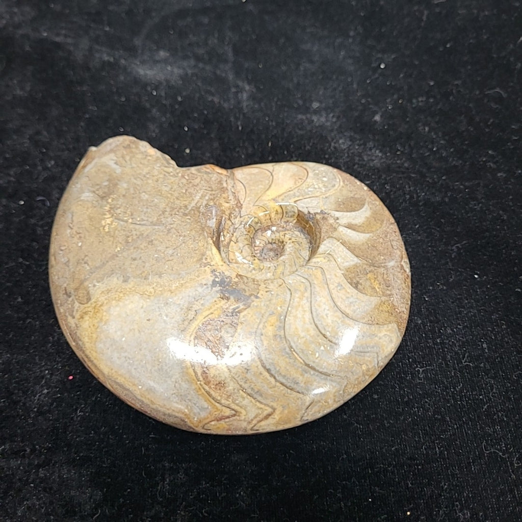 Fossil
