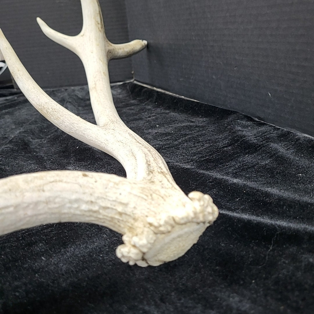 Antler