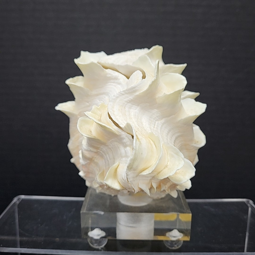 Clam Shell