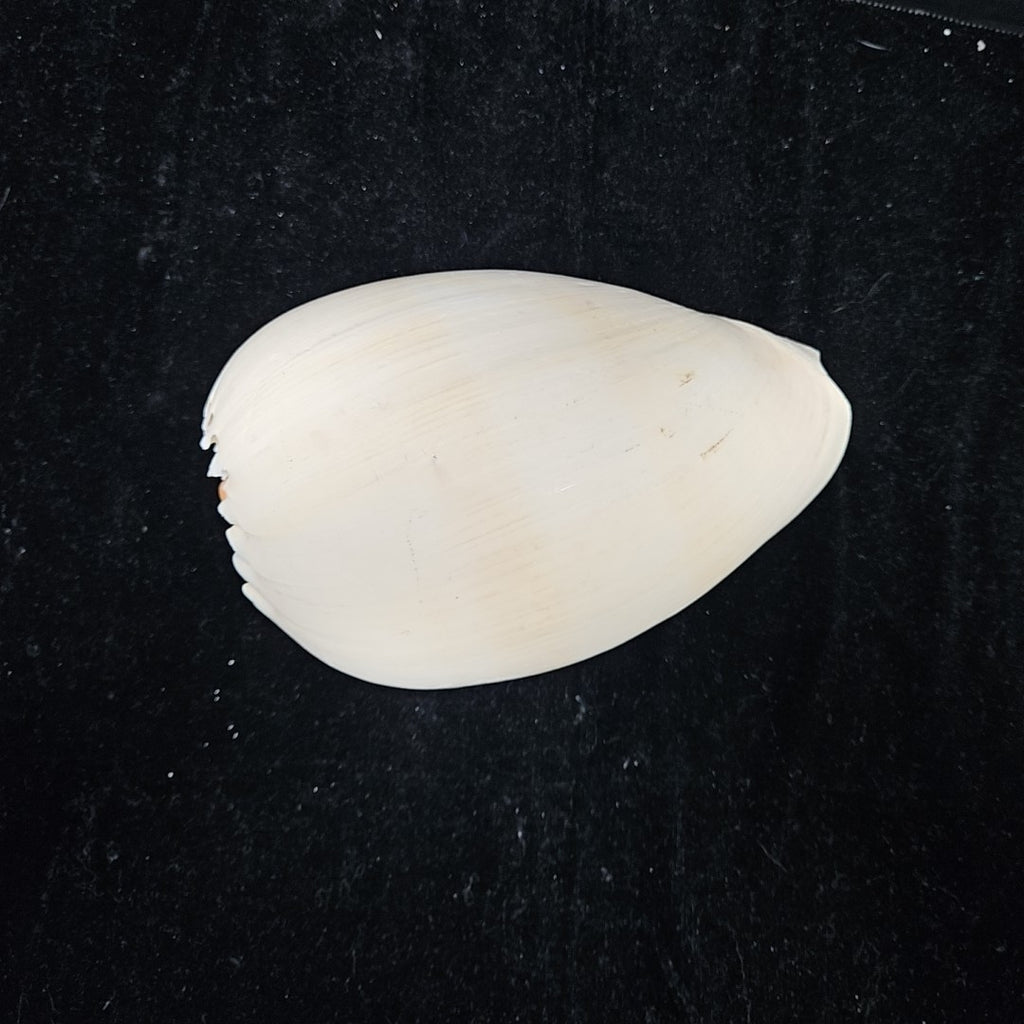 Shell