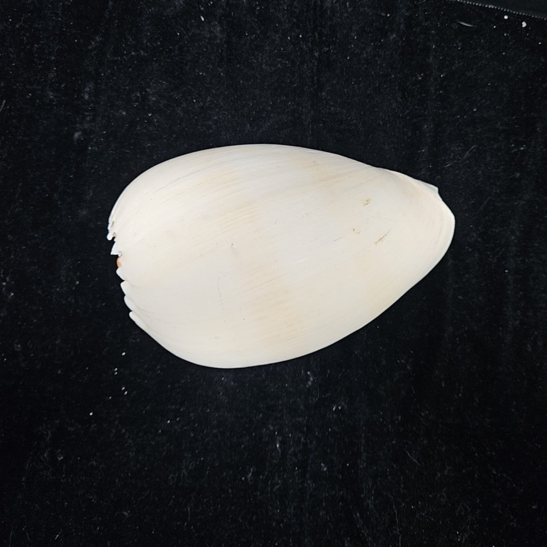 Shell