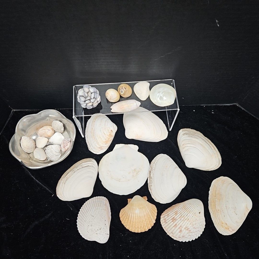 Shell