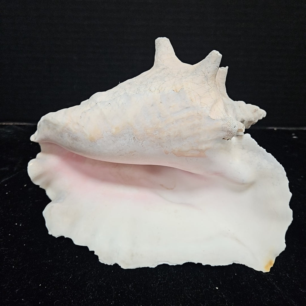 Shell