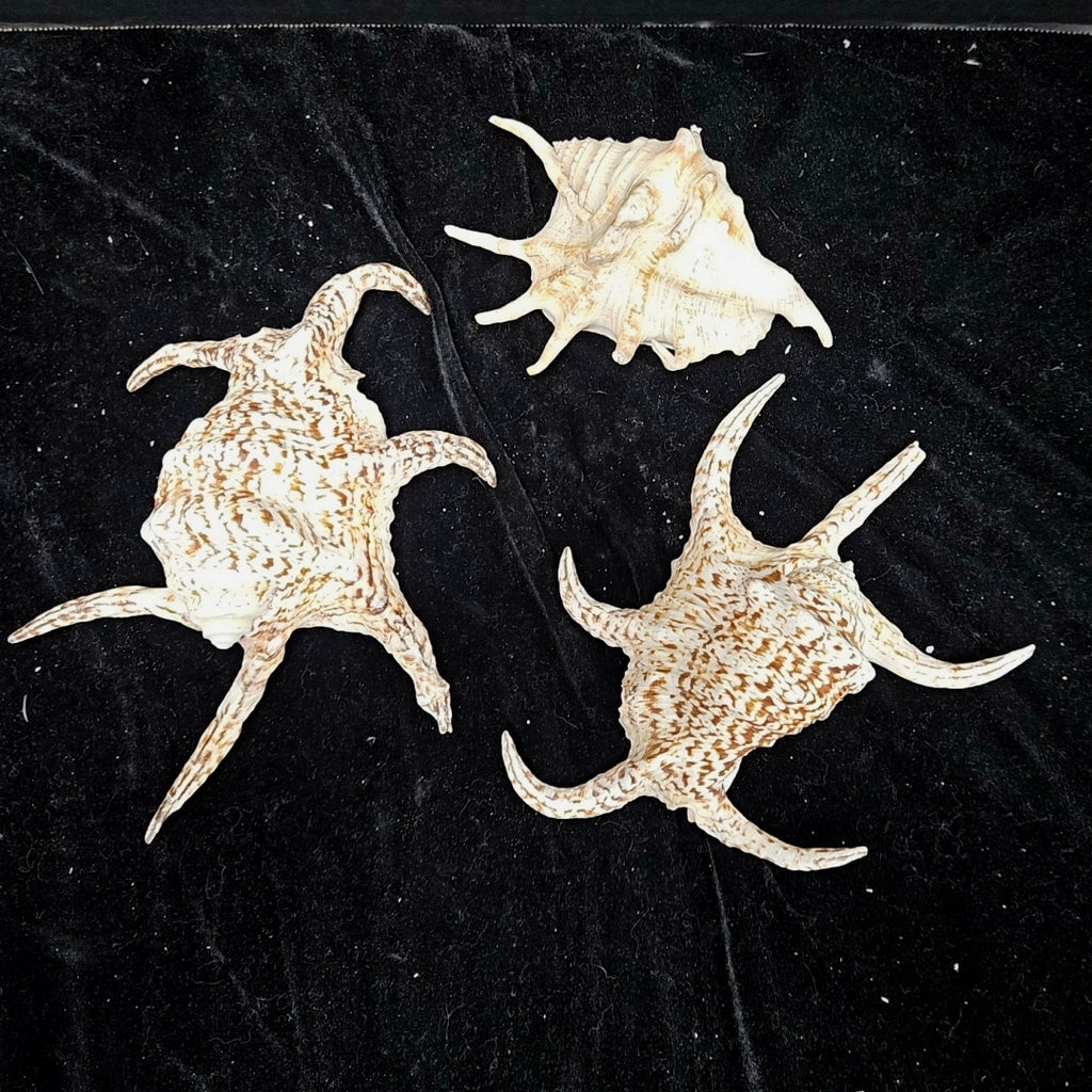Shell