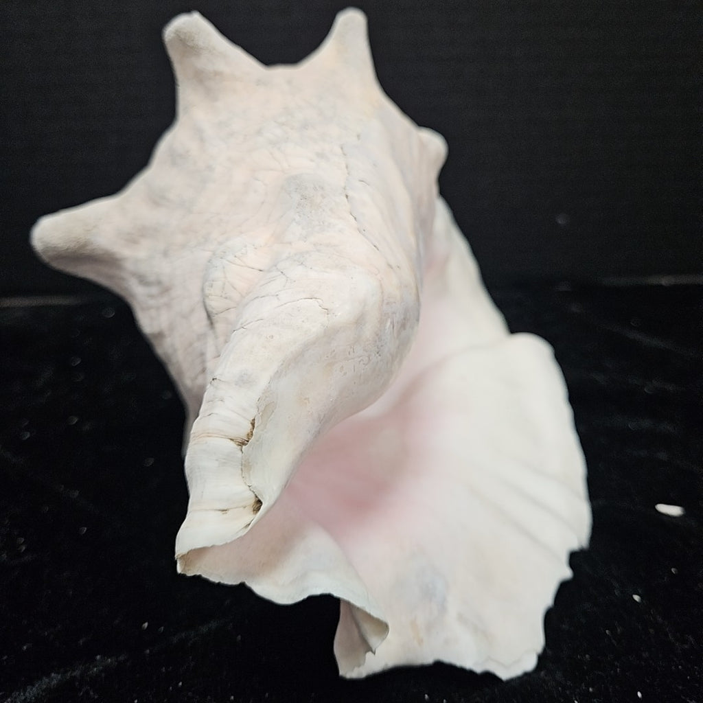 Shell