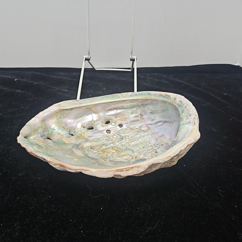 Abalone Shell