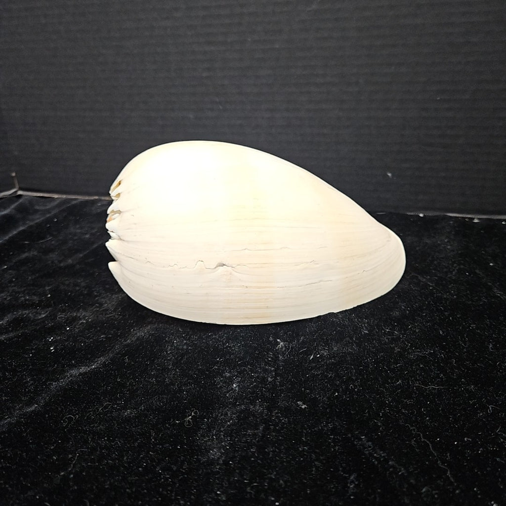 Shell